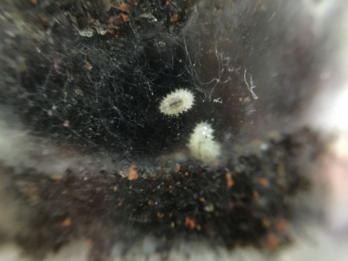 Larvae Larvae