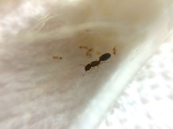 Founding brood