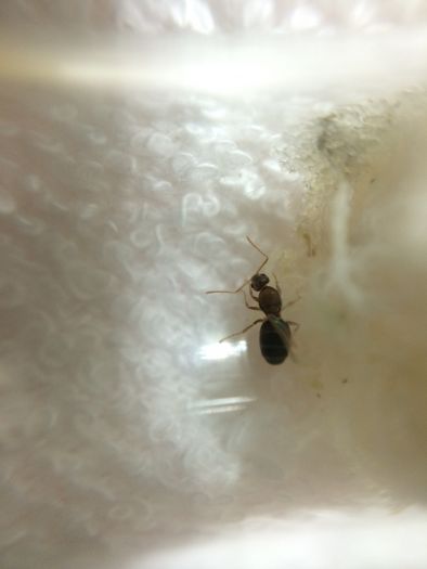 Queen with her first brood