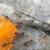 Orange V3