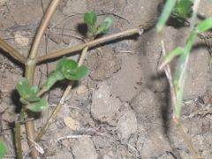 SDC11167 (Custom) SDC11167 (Custom)