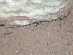 SDC11138 (Custom) SDC11138 (Custom)