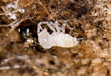 Zootermopsis nymph