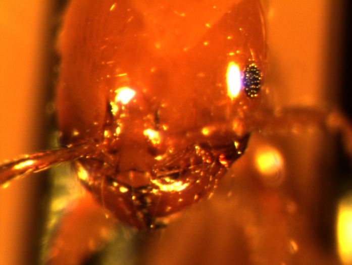 Solenopsis aurea/amblychila Face