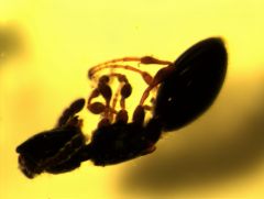 Ant Thing 2 Ant Thing 2