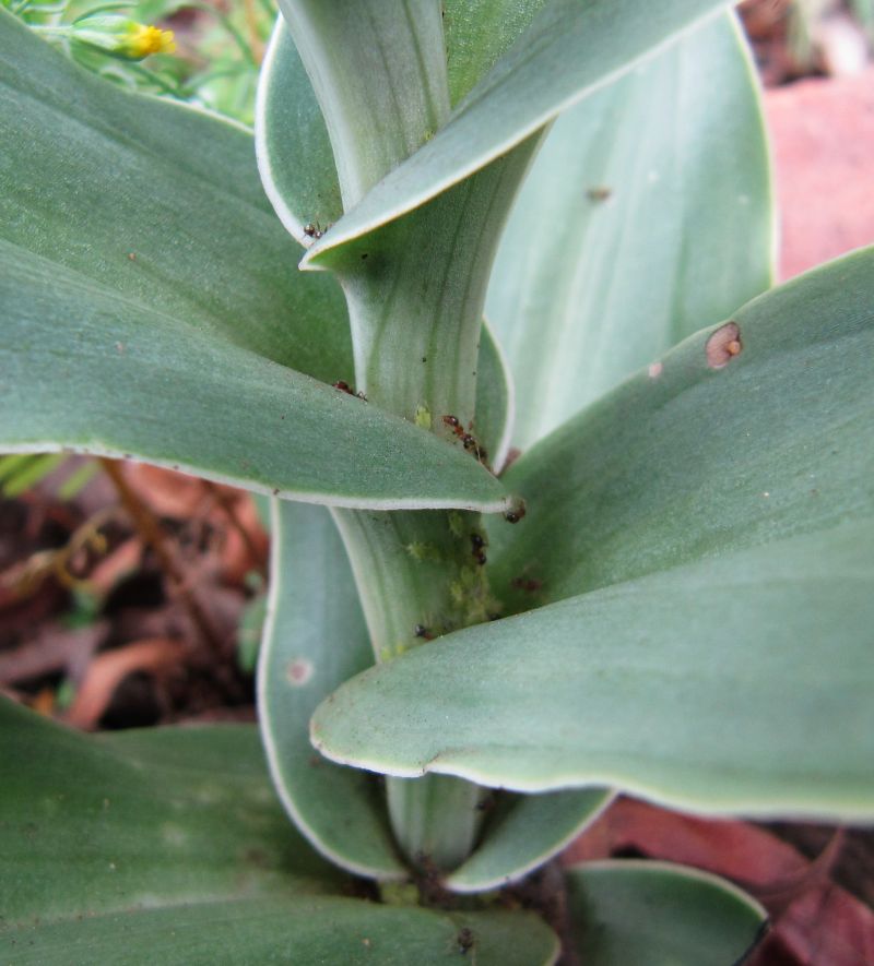 Aphid farmers