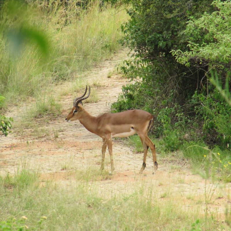 Impala