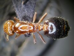 female 02