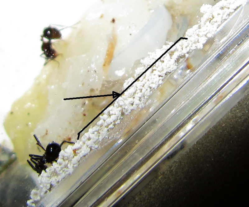 Ant Fungi 1