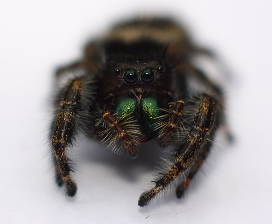 Phidippus audax