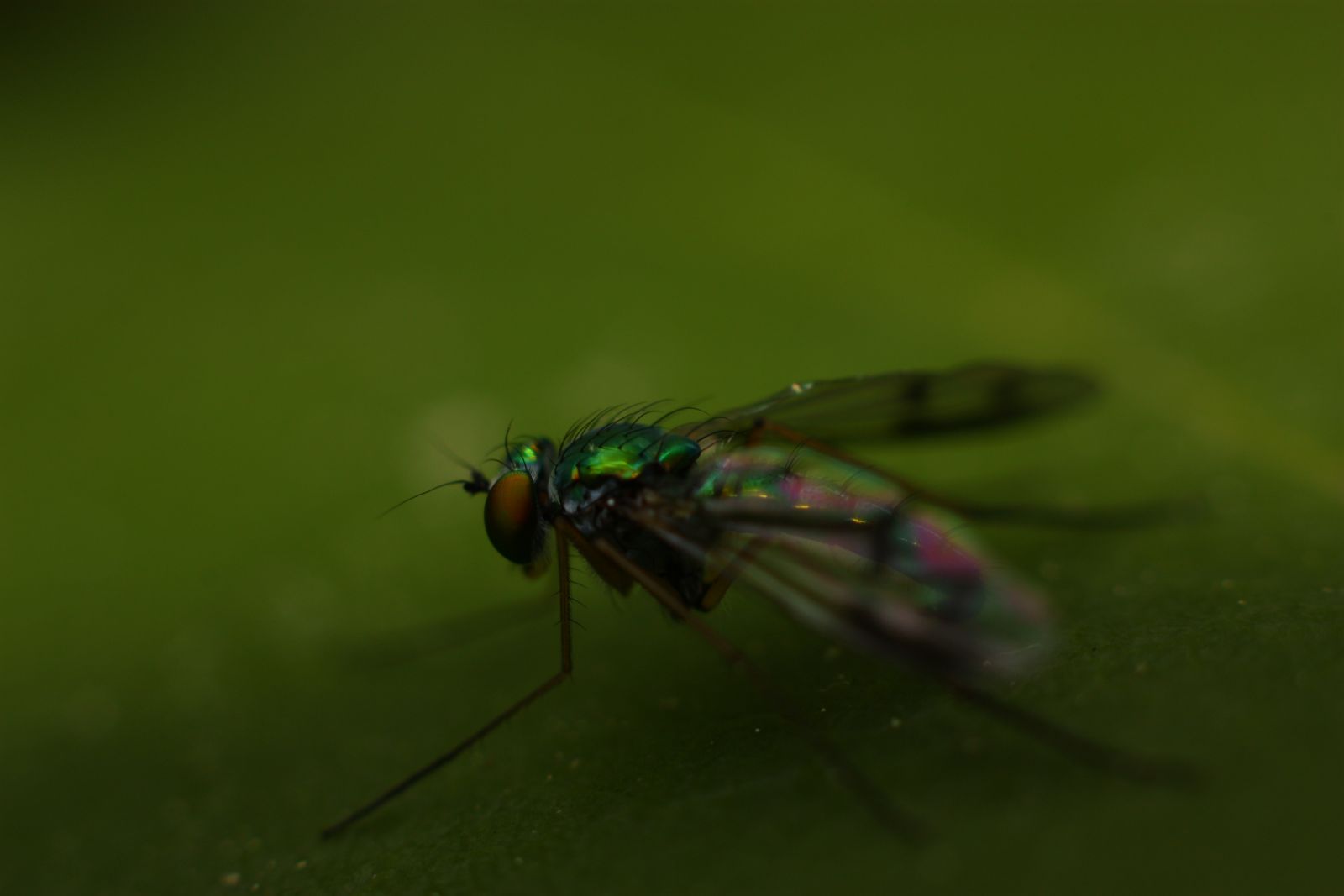 A metallic green fly