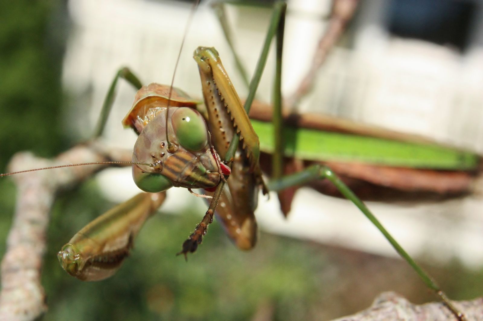 Tenodera sinensis