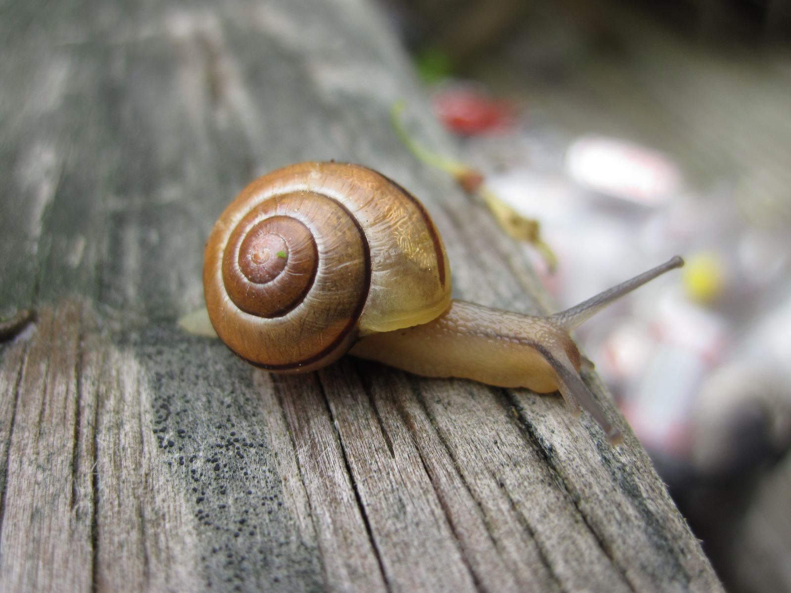 Cepaea nemoralis