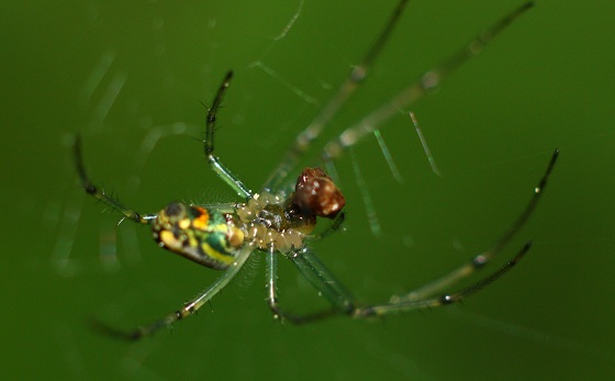 Leucauge venusta