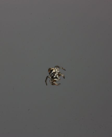 Unidentified jumping spider hanging from its web