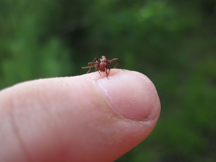 Polyergus lucidus 1