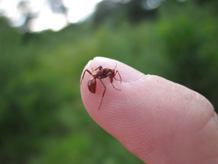 Polyergus lucidus 2