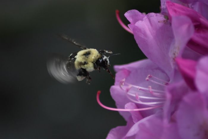 Bombus sp.