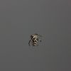 Unidentified jumping spider hanging from its web