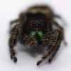 Phidippus audax