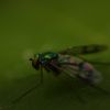 A metallic green fly