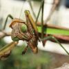 Tenodera sinensis