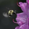 Bombus sp.