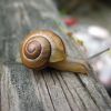 Cepaea nemoralis