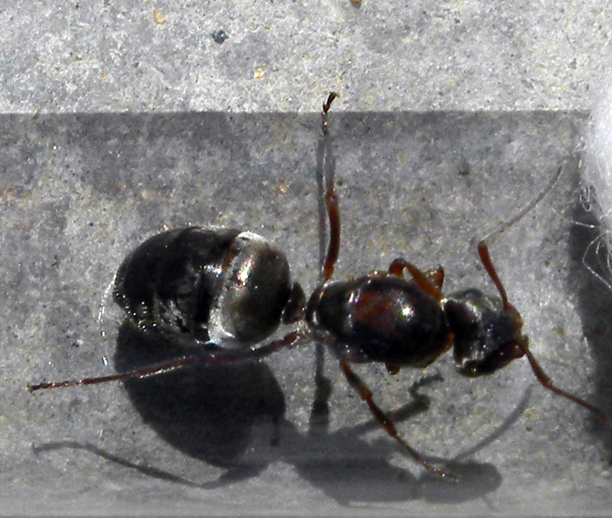 Ant ID 1