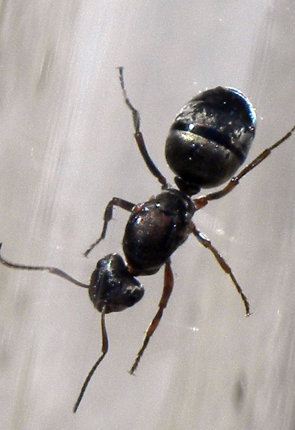 Ant ID 2