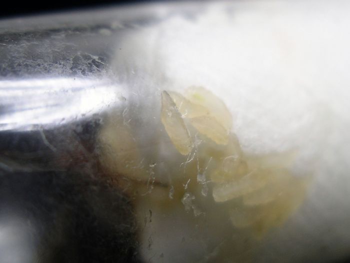 Liometopum occidentale Phorid Fly 04 Liometopum occidentale Phorid Fly 04