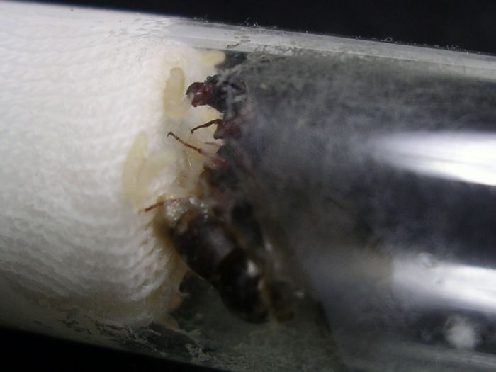 Liometopum occidentale Phorid Fly 01 Liometopum occidentale Phorid Fly 01