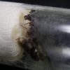 Liometopum occidentale Phorid Fly 01