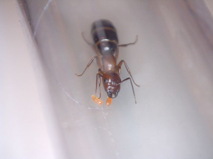 Camponotus hyatti and her initial brood