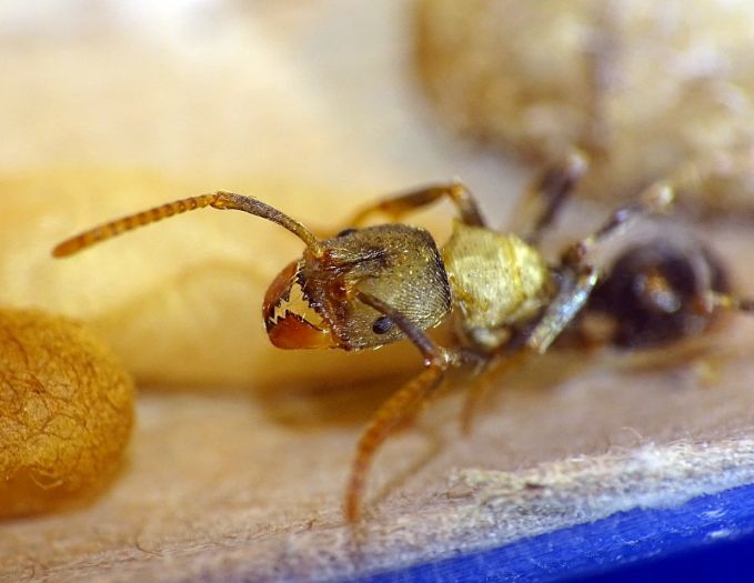 Odontoponera worker