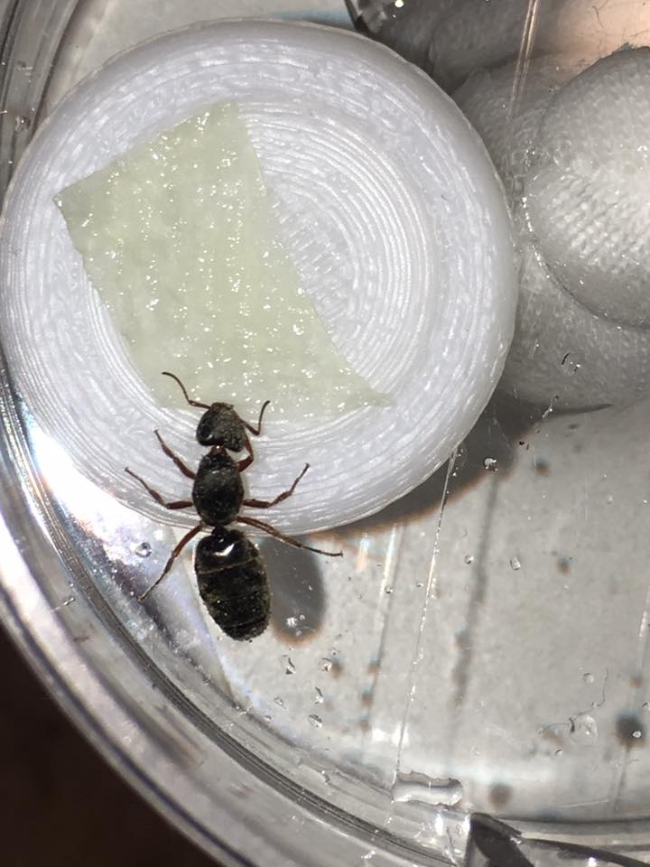 Unknown Camponotus