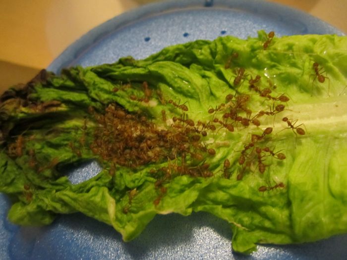 Asian Weaver colony on lettuce