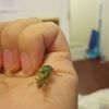 Asian Weaver running on my hand