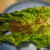 Asian Weaver colony on lettuce