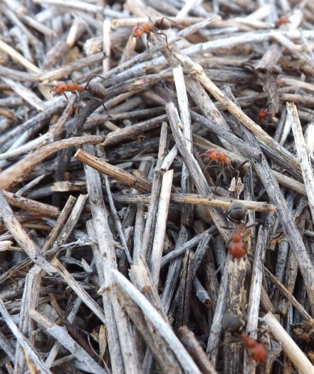 Formica nest closeup