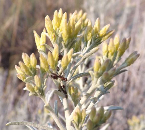 Formica single branch aphids