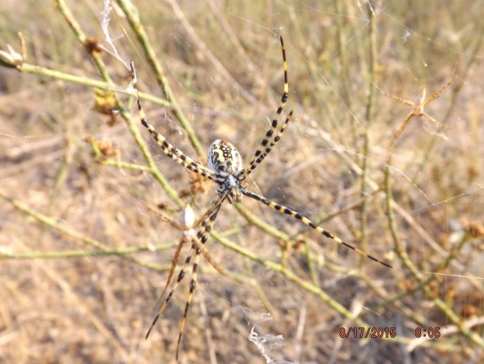 Orb weaver clear Orb weaver clear