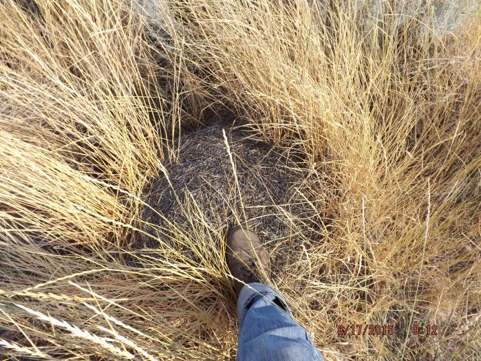 Formica nest wBoot Formica nest wBoot