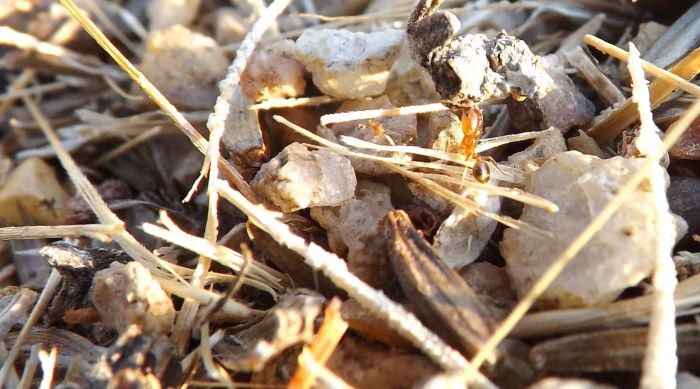 Pheidole major