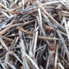 Formica nest closeup