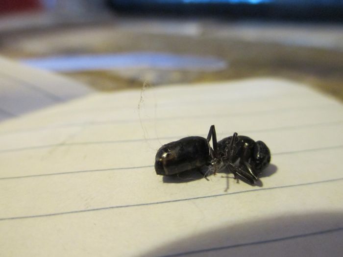 Camponotus pennsylvanicus dead Camponotus pennsylvanicus dead