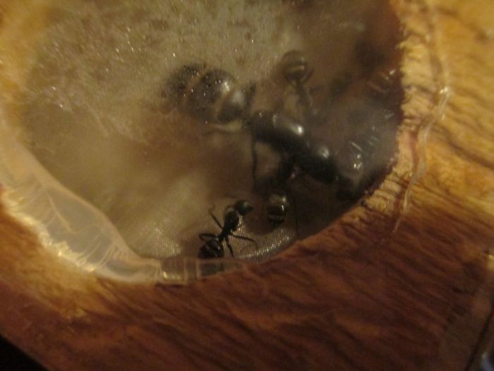 Camponotus pennsylvanicus Camponotus pennsylvanicus