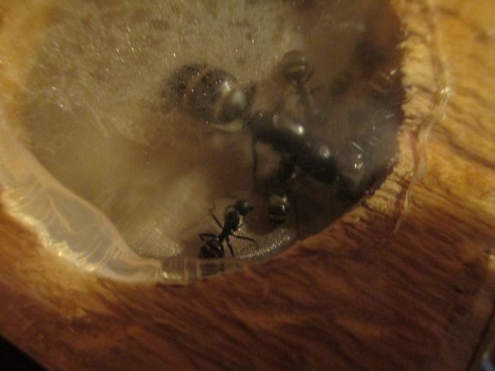 Camponotus pennsylvanicus