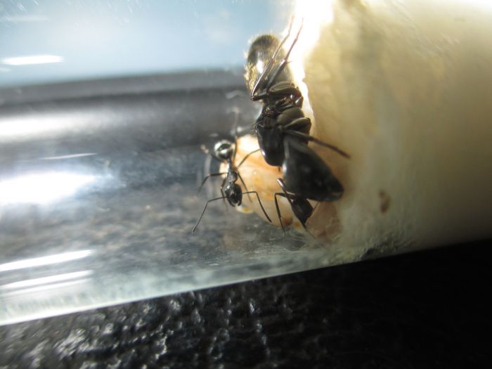 Camponotus pennsylvanicus Camponotus pennsylvanicus