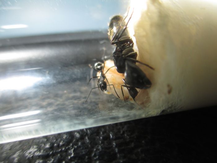 Camponotus pennsylvanicus